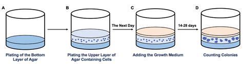 soft agar colony formation assay golden test for malignant transformation|soft agar assay protocol.